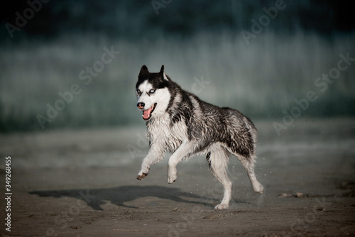 run husky dog on the beach