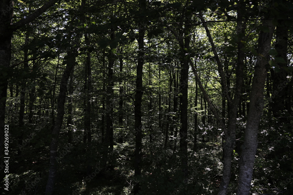 Fototapeta premium Bosco e natura
