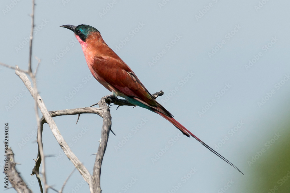Fototapeta premium Guêpier carmin,.Merops nubicoides, Southern Carmine Bee eater