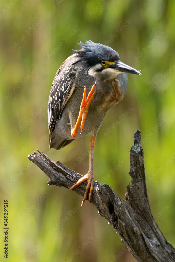 Fototapeta premium Héron strié,.Butorides striata, Striated Heron