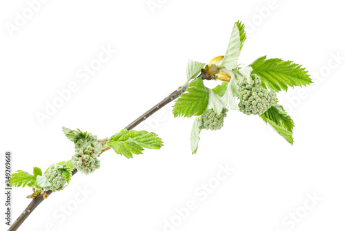 Branch of young spring garden rowan isolated on white background