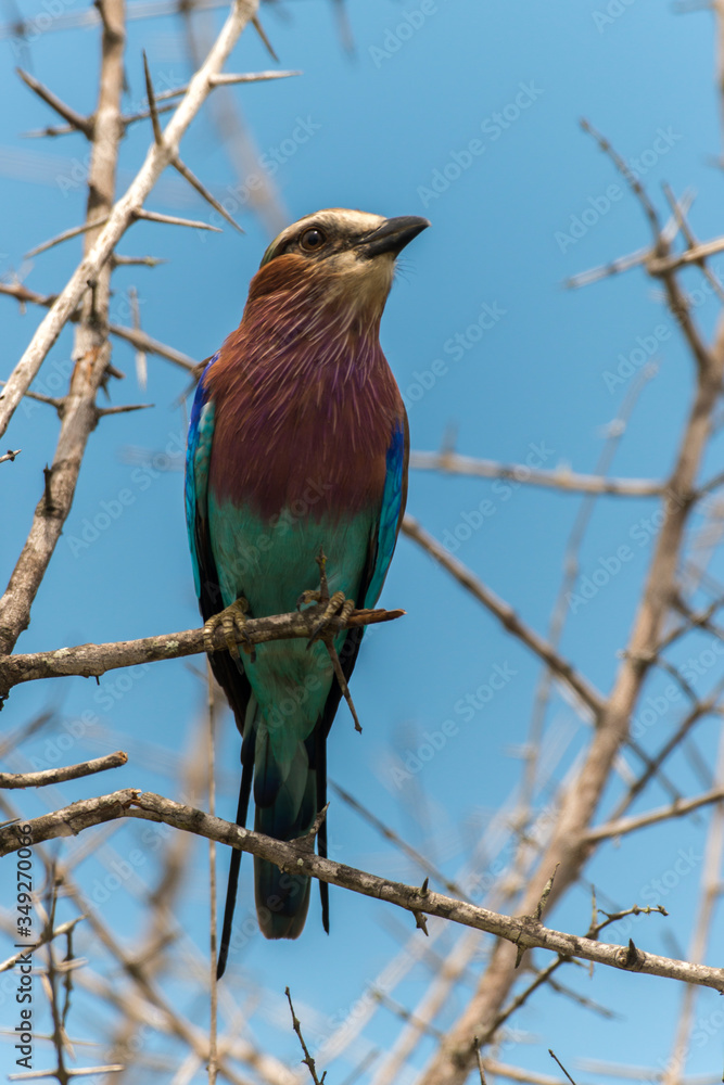 Fototapeta premium Rollier à longs brins,. Coracias caudatus, Lilac breasted Roller
