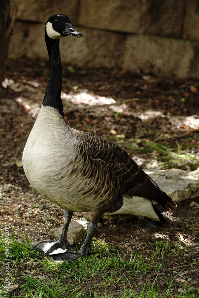 Canada Goose close up, selective focus Canada Goose close up, selective focus