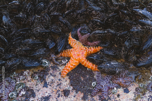 Ochre Sea Stars in Oregon