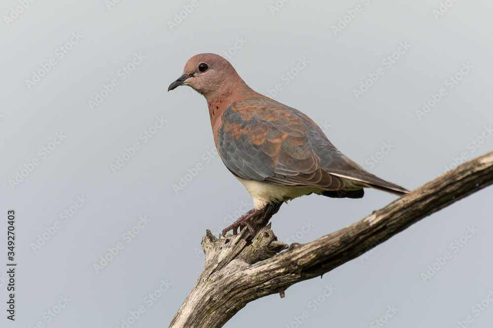 Tourterelle maillée,.Spilopelia senegalensis , Laughing Dove Tourterelle maillée,.Spilopelia senegalensis , Laughing Dove