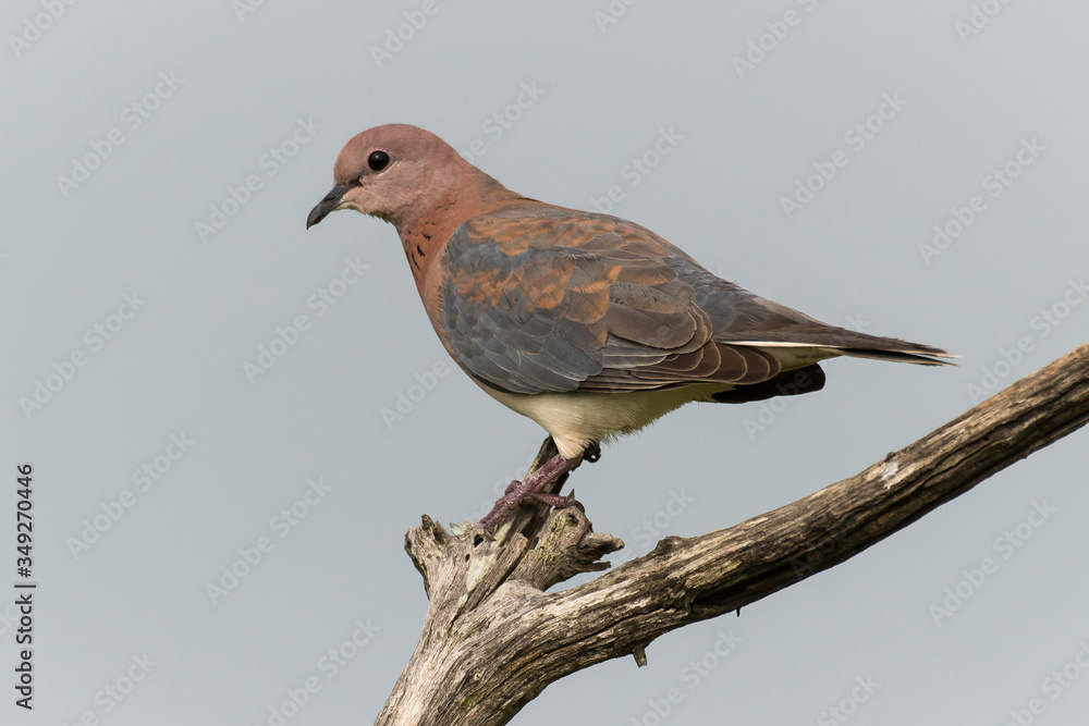 Tourterelle maillée,.Spilopelia senegalensis , Laughing Dove Tourterelle maillée,.Spilopelia senegalensis , Laughing Dove