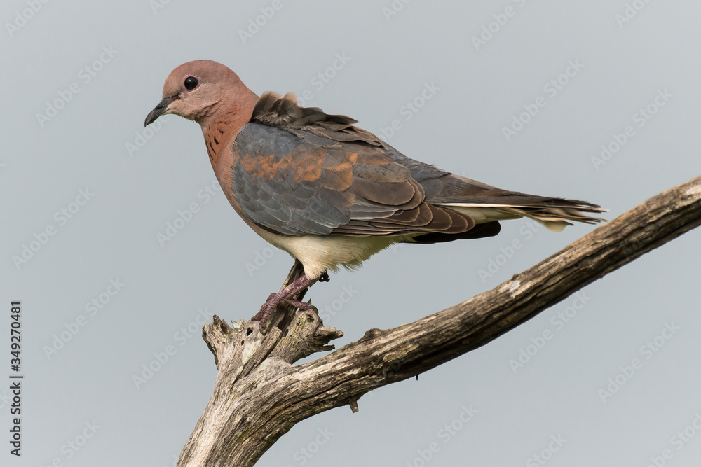 Tourterelle maillée,.Spilopelia senegalensis , Laughing Dove Tourterelle maillée,.Spilopelia senegalensis , Laughing Dove