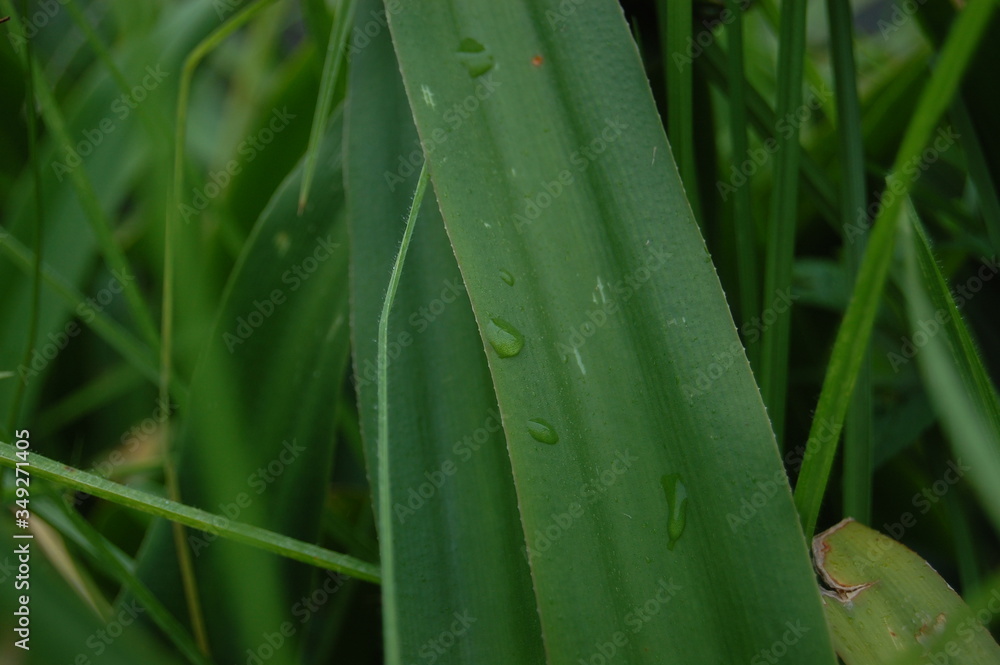 Obraz premium Plants and nature