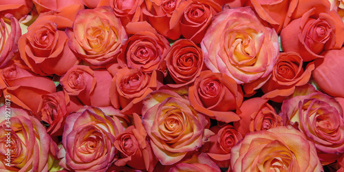 Background of beautiful flowers. rosebud. Design.   lose up.