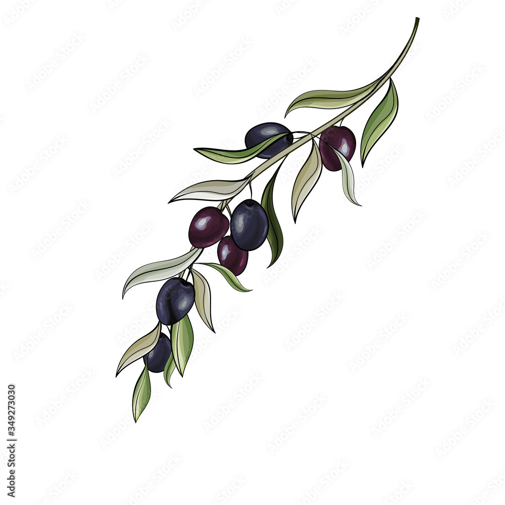 Obraz premium One branch with black olives isolated on white background. Illustration for design label oil, health care products, organic natural cosmetics. Vector.