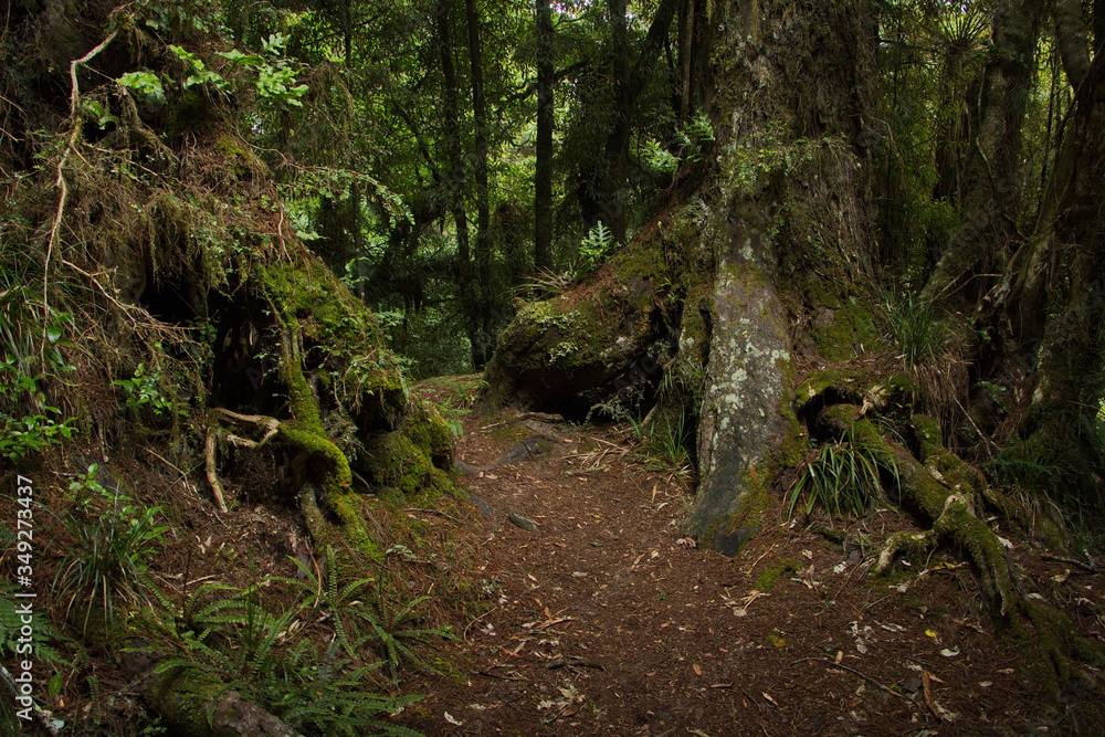 Forest on Ngamoko Track at Lake Waikaremoana,Hawke's Bay on North Island of New Zealand 
