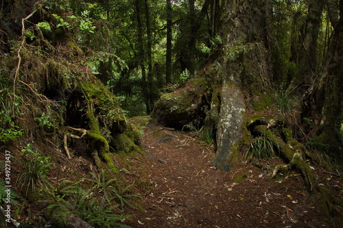 Forest on Ngamoko Track at Lake Waikaremoana Hawke s Bay on North Island of New Zealand  