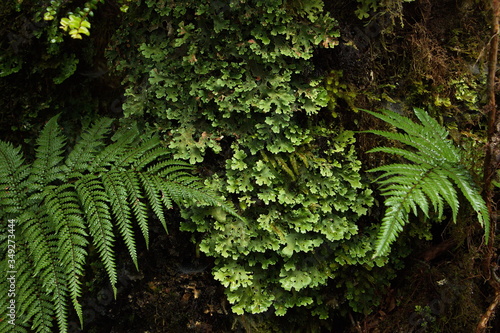 Forest on Ngamoko Track at Lake Waikaremoana,Hawke's Bay on North Island of New Zealand 
 photo