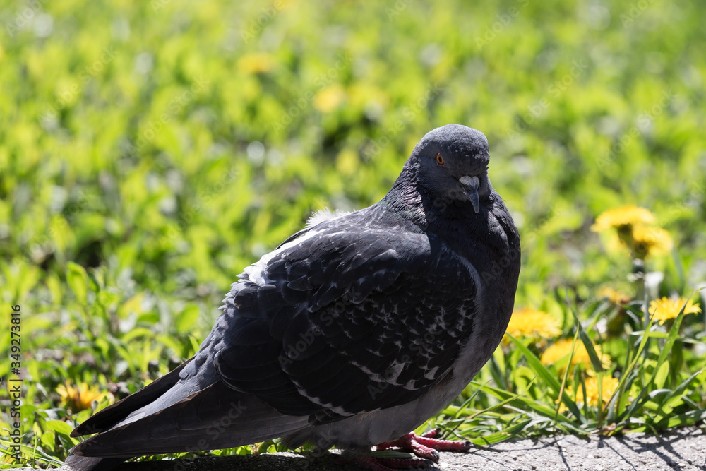 Obraz premium Blue dove in the green grass of spring park