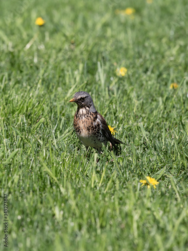 Rowan thrush in green spring grass looking for worms