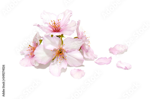 Cherry blossoms and petals on a white background