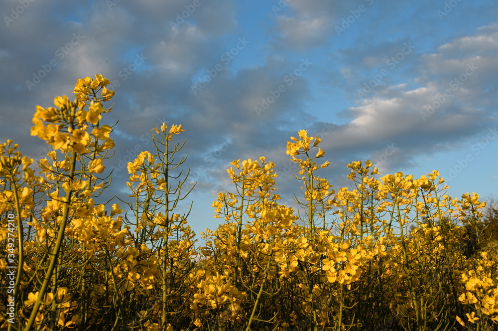 Obraz premium Rapeseed flowers against the sky
