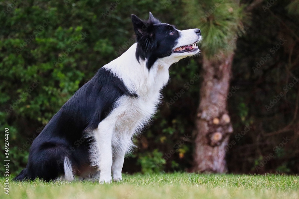 Black and white border collie sitting in the garden and watching her man. Black and white dog waiting for her orders. Dog training obedience in the park.