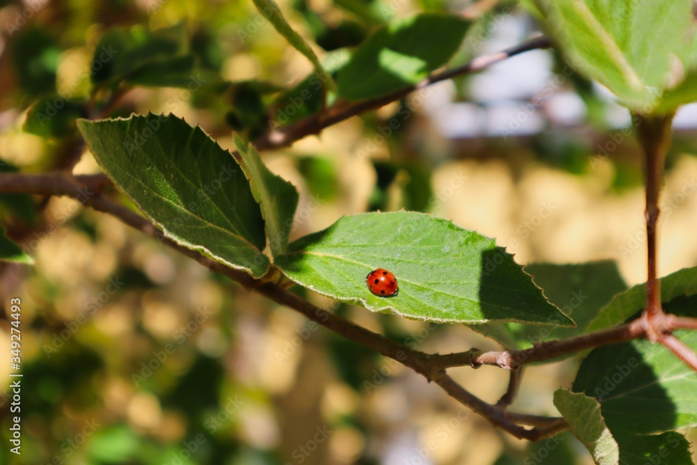 Lady Bug on green leaf in the garden in Czech Republic. Red lady bird with black dots enjoying the sun on green background.
