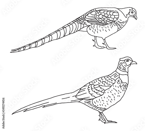 Set of hand drawn birds in black and white, isolated vector illustrations