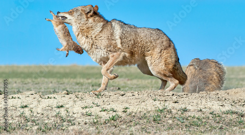 Tableau sur toile Coyote with prey