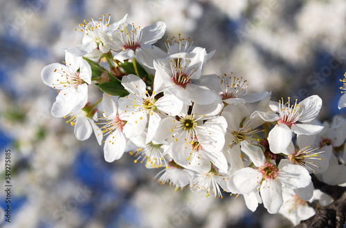 
plum branch blooming in white delicate flowers on a spring day