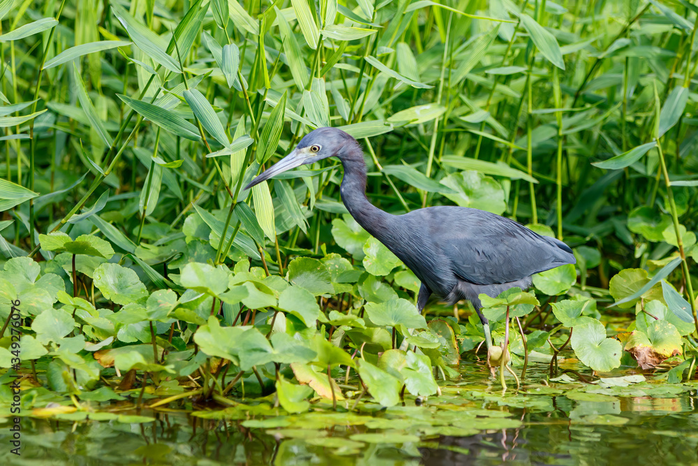 Fototapeta premium Little Blue Heron wading in the water in Tortuguero National Park in Costa Rica