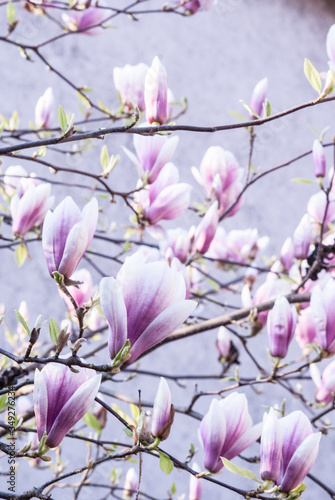 magnolia flowers and blossoms opening in spring