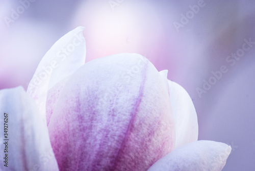 Fototapeta Naklejka Na Ścianę i Meble -  pink magnolia flower leaf macro