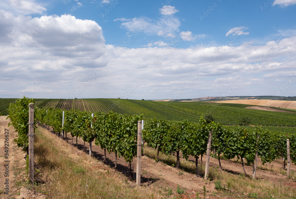 South Moravia Vineyards, Czech Republic