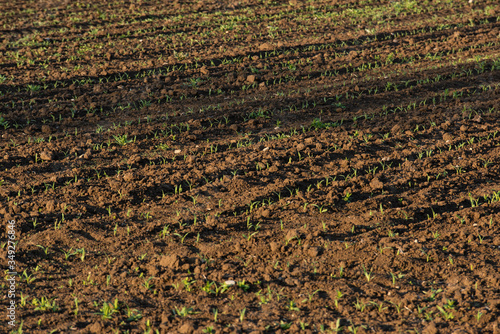 Pole uprawne, zboże, roślinność 