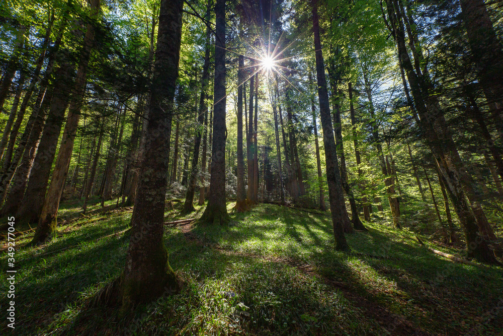 Fototapeta premium Sun shining in a forest