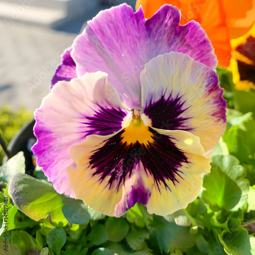Fototapeta Naklejka Na Ścianę i Meble -  Viola flower in garden. Natural photo