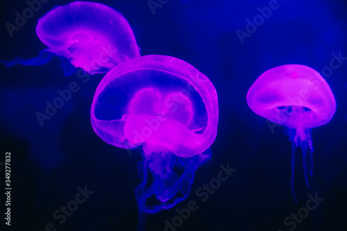 Beautiful pink jellyfish, medusa in the neon blue light. Underwater life in ocean jellyfish
