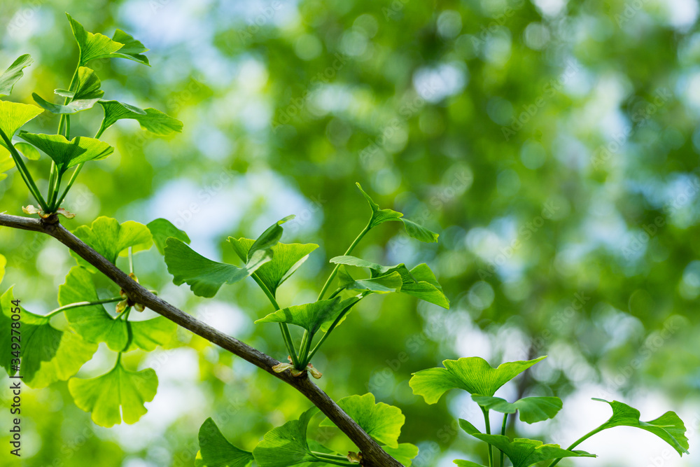 Ginkgo tree (Ginkgo biloba) or gingko with brightly green new leaves against background of blurry foliage. Selective close-up. Fresh wallpaper nature concept. Place for your text Ginkgo tree (Ginkgo biloba) or gingko with brightly green new leaves against background of blurry foliage. Selective close-up. Fresh wallpaper nature concept. Place for your text
