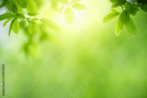 Nature of green leaf in garden at summer. Natural green leaves plants using as spring background cover page greenery environment ecology wallpaper #349278034