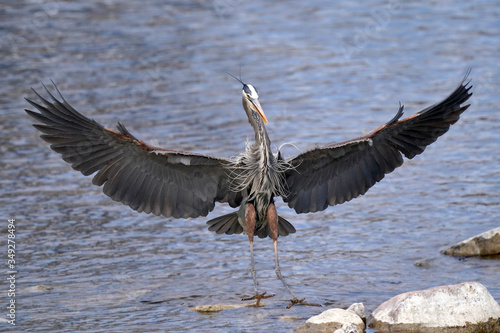 Great Blue Heron landing right in front of me wings spread  © Janet