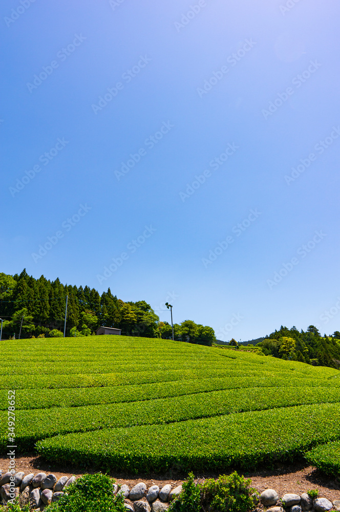 茶畑 茶畑