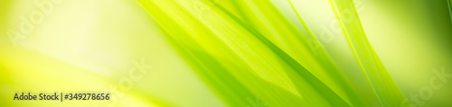 Nature of green leaf in garden at summer. Natural green leaves plants using as spring background cover page greenery environment ecology wallpaper