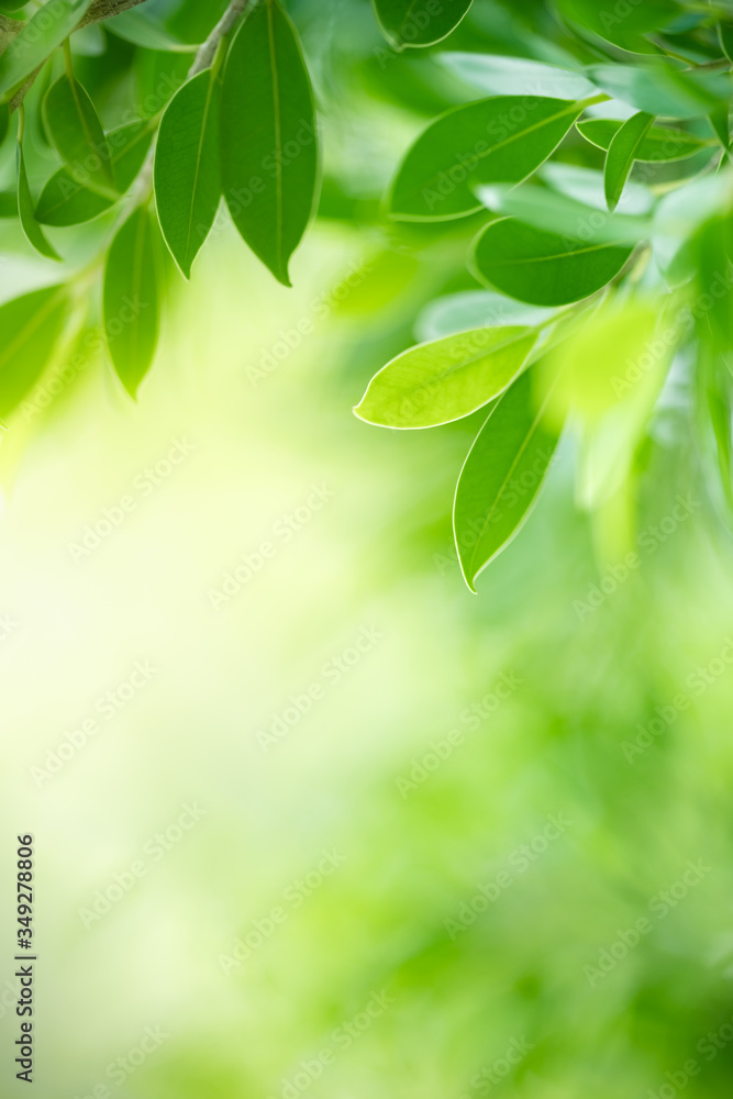 Nature of green leaf in garden at summer. Natural green leaves plants using as spring background cover page greenery environment ecology wallpaper Nature of green leaf in garden at summer. Natural green leaves plants using as spring background cover page greenery environment ecology wallpaper