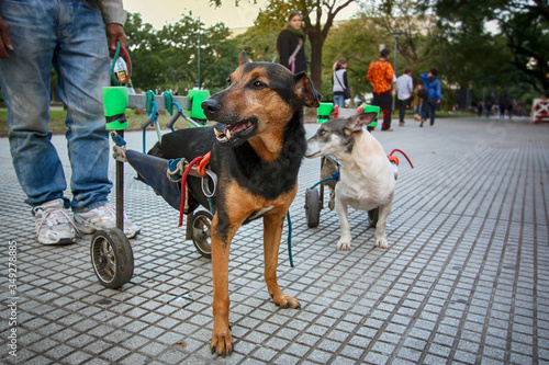 Dois cachorros portadores de necessidade especial, sem as patinhas traseiras, de cadeira de roda adaptada passeando na calçada de uma praça, com pessoas desfocadas de fundo. photo