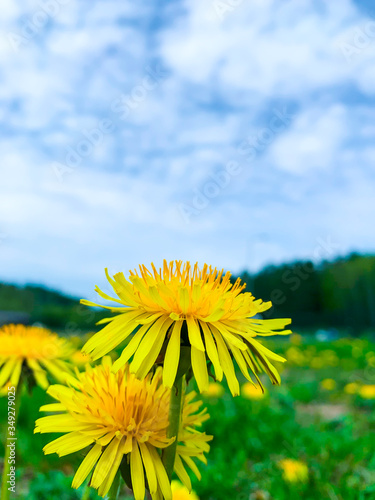 Dandelion Yellow Flowers Natural Background