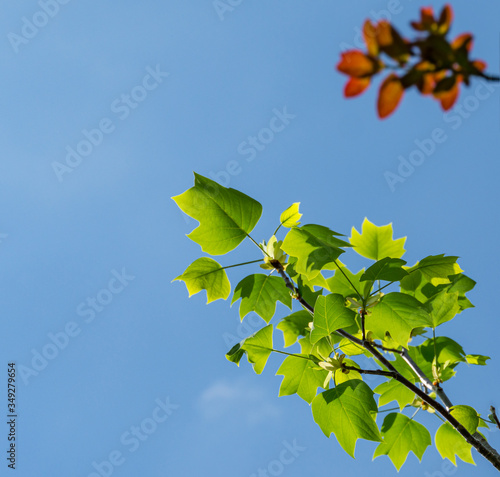 Tulip tree (Liriodendron tulipifera), called Tuliptree, American or Tulip Poplar young bright green leaves on blue sky background with blurred red Cotinus coggygria leaves. There is place for text photo