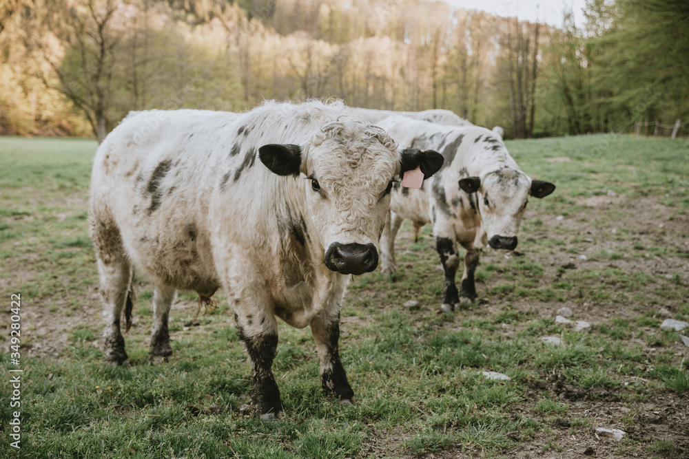 Two young bullocks standing on the green pasture and looking straight to the camera during the springtime sunset