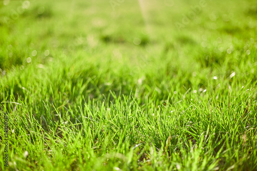 Green grass on green background