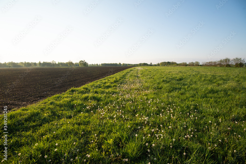 Fototapeta premium Łąka, pole