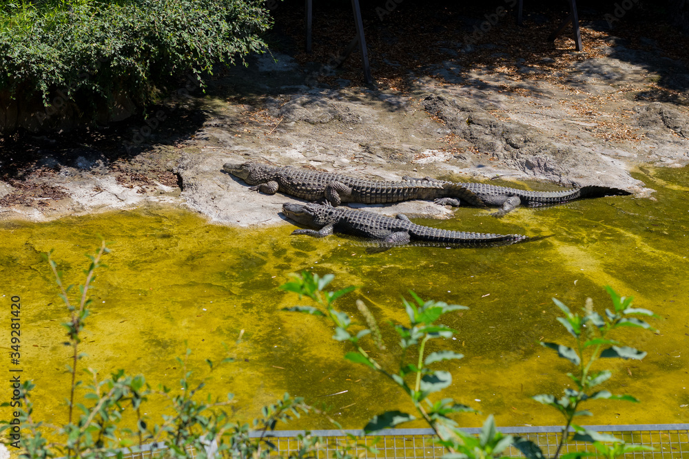 Fototapeta premium Two Crocodiles lying At The Zoo. Summer time. Open space. 