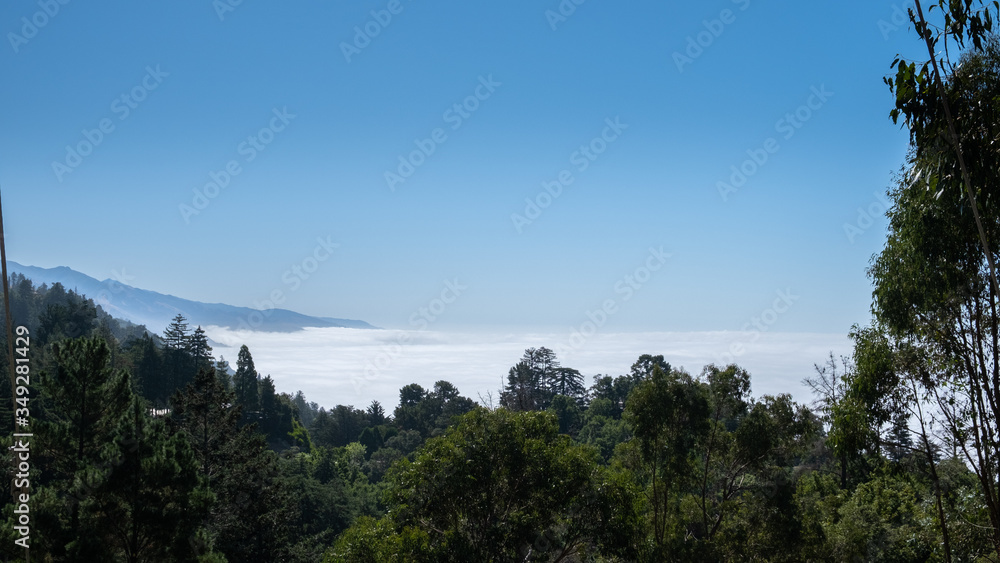 sea of mist over the forest, california