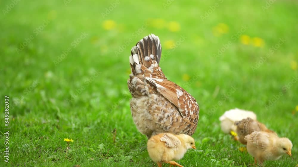 a chicken walks along the lawn a chicken walks along the lawn