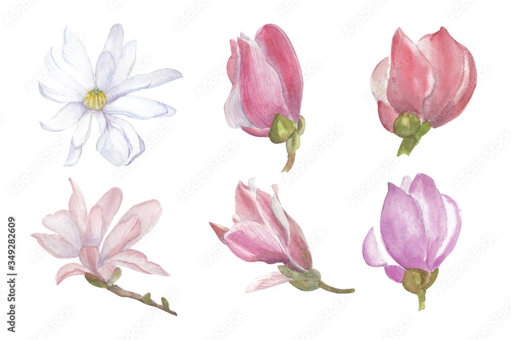 Watercolor hand drawn of magnolia flower collection on white background Watercolor hand drawn of magnolia flower collection on white background